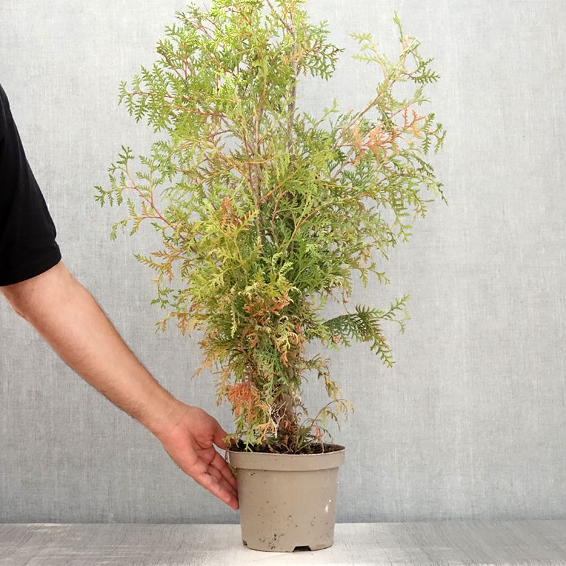 Exemplar von Thuja occidentalis Brabant Topf mit 2L/3LGelieferte Höhe ca. 60/80cm wie im Sommer geliefert