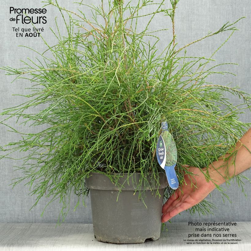 Exemplar von Thuja occidentalis Filiformis Topf mit 7,5L/10L wie im Sommer geliefert