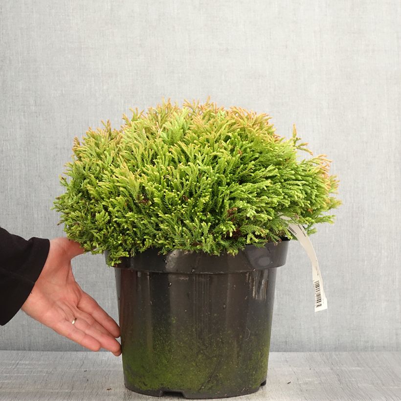 Exemplar von Thuja occidentalis Golden Tuffet Topf mit 7,5L/10LGelieferte Höhe ca. 40/50cm wie im Frühjahr geliefert