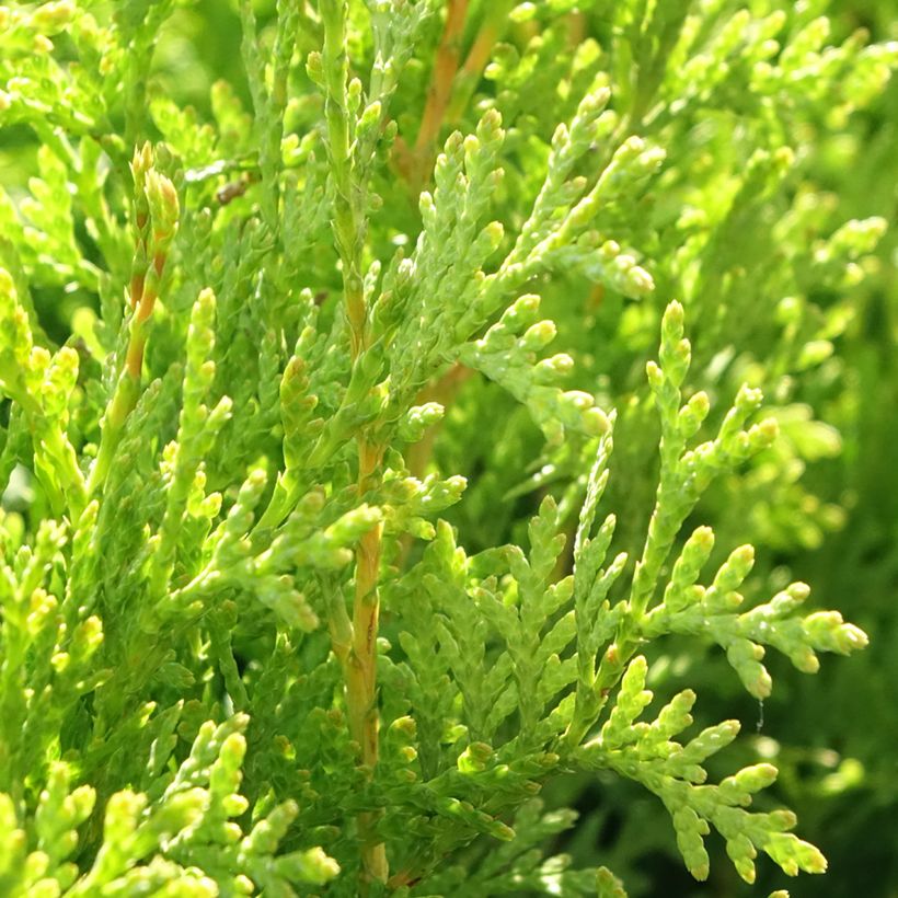 Thuja occidentalis King of Brabant (Laub)