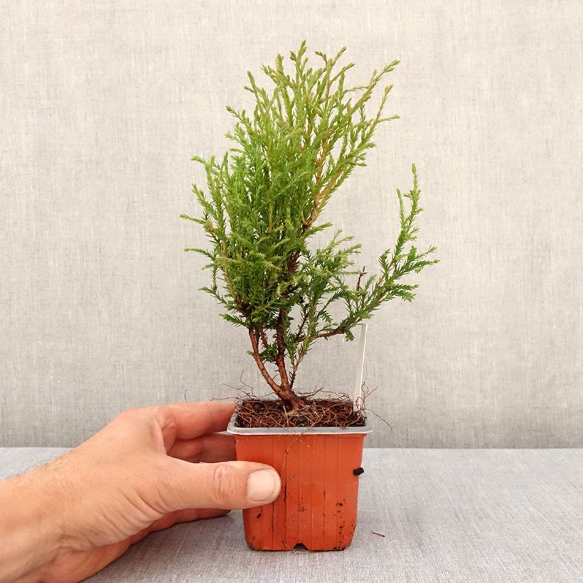 Exemplar von Thuja occidentalis Mr Bowling Ball Kleine Töpfe von 8/9 cm wie im Frühjahr geliefert