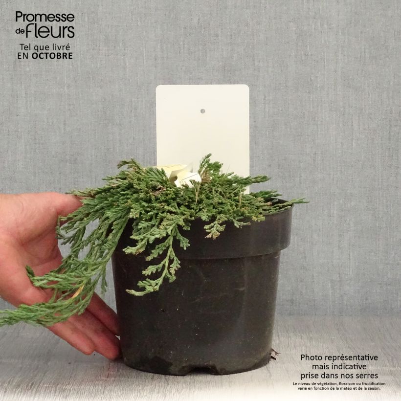 Exemplar von Thuja occidentalis Pancake Concesarini Topf mit 2L/3L wie im Herbst geliefert