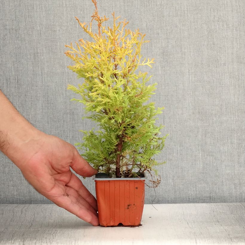 Exemplar von Thuja occidentalis Rheingold Kleine Töpfe von 8/9 cm wie im Sommer geliefert