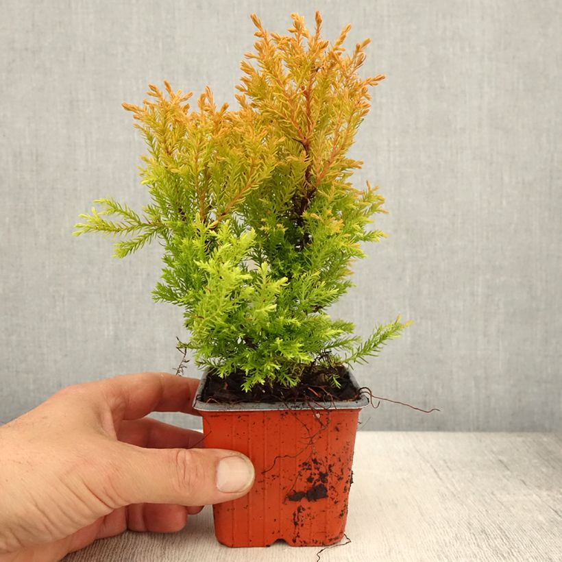 Exemplar von Thuja occidentalis Rheingold Kleine Töpfe von 8/9 cm wie im Frühjahr geliefert