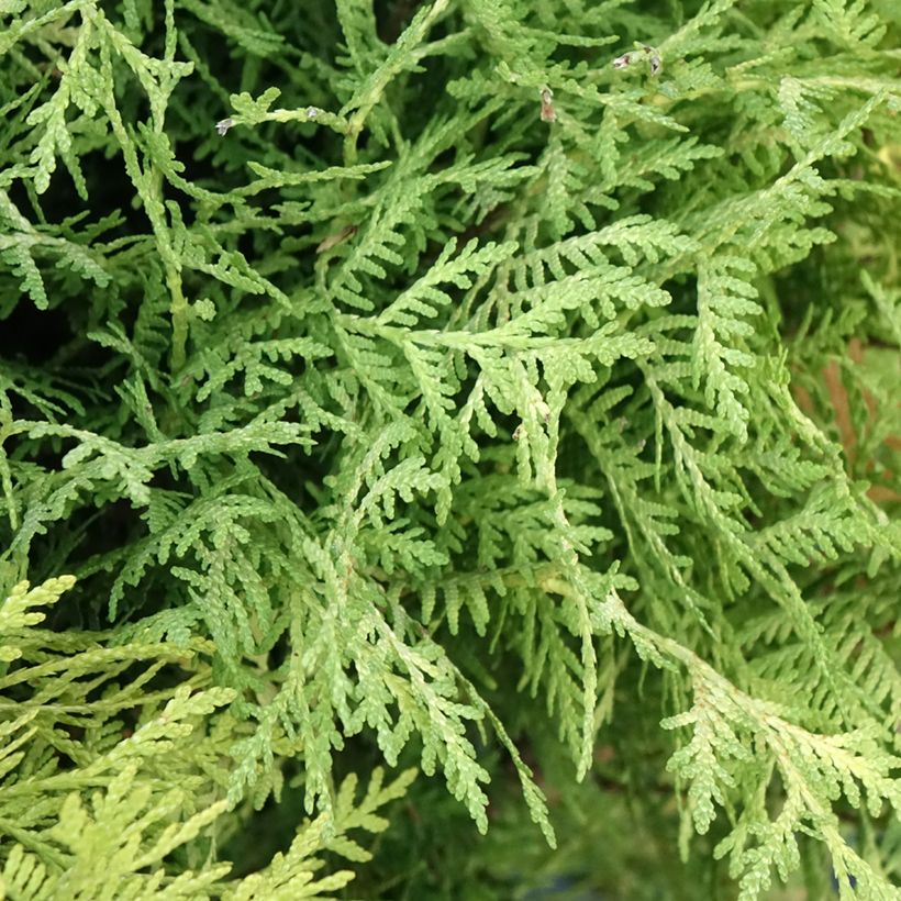Thuja occidentalis Selena - Amerikanischer Lebensbaum (Laub)