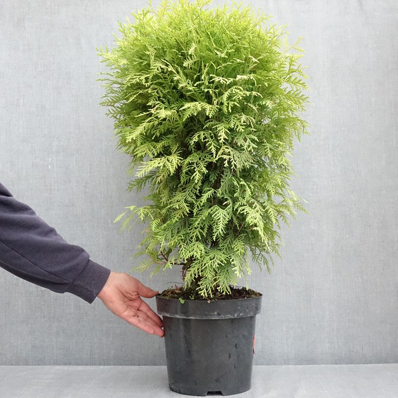 Exemplar von Thuja occidentalis Selena - Amerikanischer Lebensbaum Topf mit 7,5L/10L wie im Frühjahr geliefert