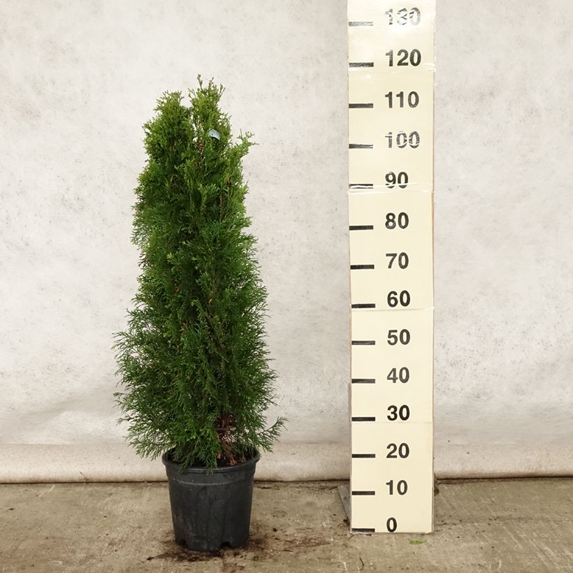 Exemplar von Thuja occidentalis Smaragd Topf mit 7,5L/10L wie im Sommer geliefert