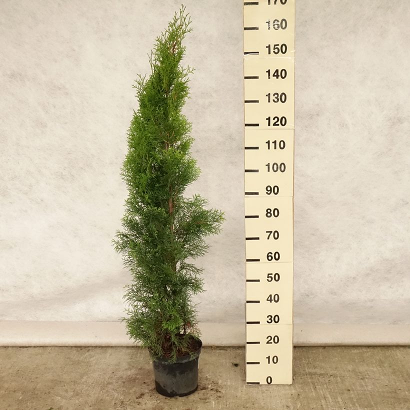 Exemplar von Thuja occidentalis Smaragd Topf mit 6L/7L wie im Sommer geliefert