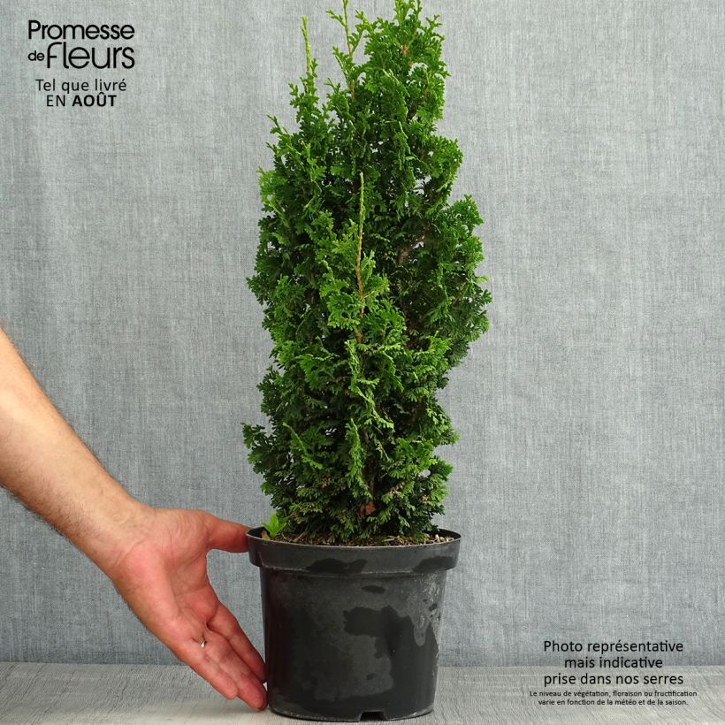 Exemplar von Thuja occidentalis Zmatlik Topf mit 3L/4L wie im Sommer geliefert