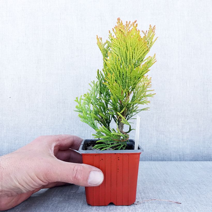 Exemplar von Thuja plicata 4 Ever Goldy Kleine Töpfe von 8/9 cm wie im Frühjahr geliefert