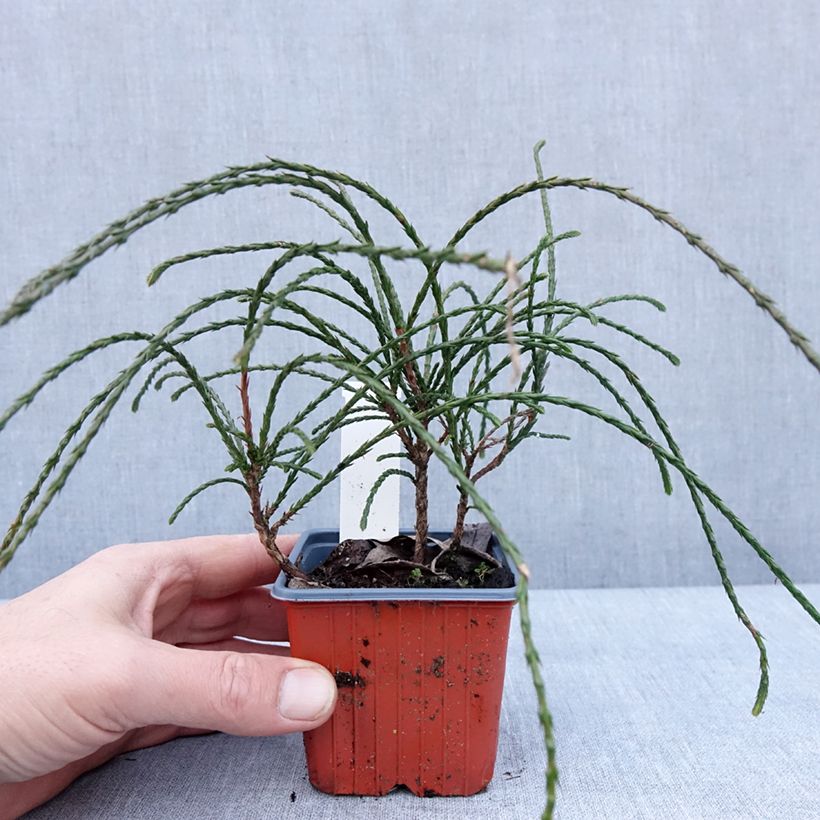 Exemplar von Thuja plicata Whipcord Kleine Töpfe von 8/9 cm wie im Winter geliefert