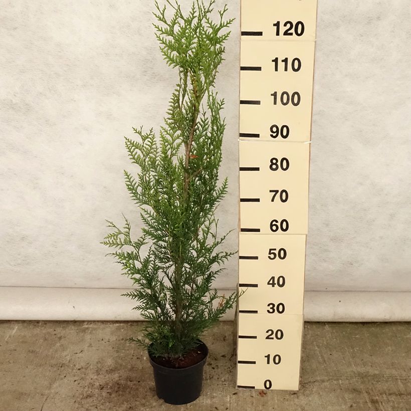 Exemplar von Thuja plicata Atrovirens Topf mit 4L/5L wie im Sommer geliefert