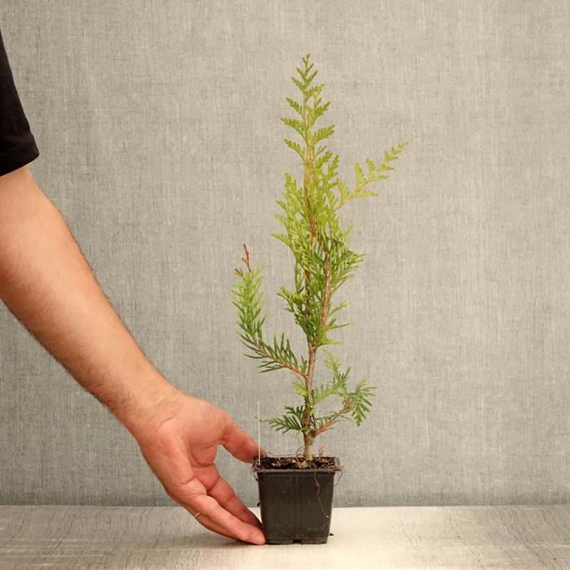 Exemplar von Thuja plicata Atrovirens Kleine Töpfe von 8/9 cm wie im Sommer geliefert