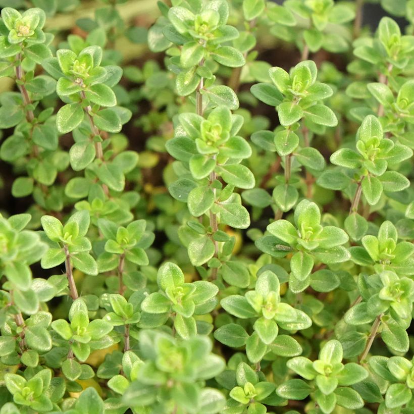 Zitronen-Thymian Bio - Thymus x citriodorus (Laub)