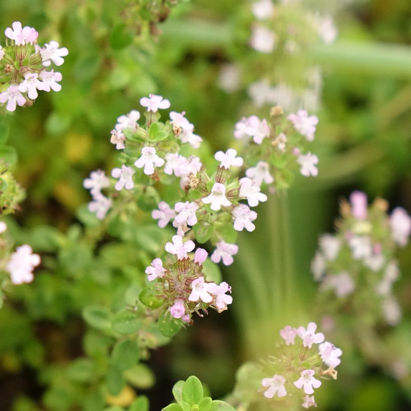 Zitronen-Thymian Bio - Thymus x citriodorus (Blüte)