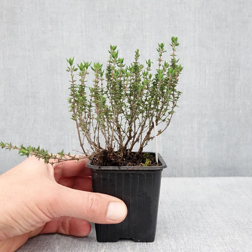 Exemplar von Zitronen-Thymian Lammefjord - Thymus x citriodorus Kleine Töpfe von 8/9 cm wie im Frühjahr geliefert