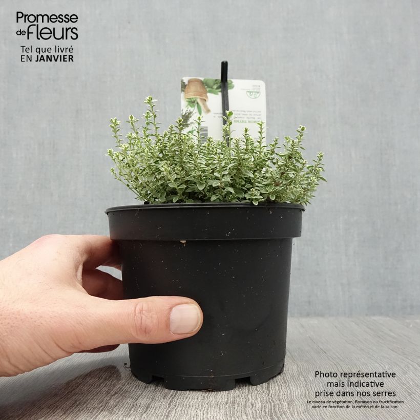 Exemplar von Zitronen-Thymian Silver Queen - Thymus x citriodorus Topf mit 1,5L/2L wie im Winter geliefert