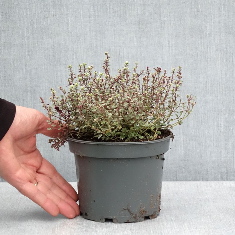 Exemplar von Zitronen-Thymian Silver Queen - Thymus x citriodorus Topf mit 1,5L/2L wie im Frühjahr geliefert