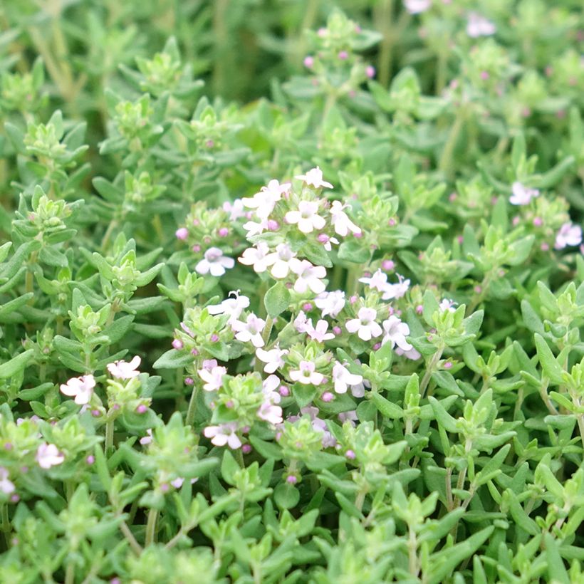 Echter Thymian Compactus - Thymus vulgaris (Blüte)