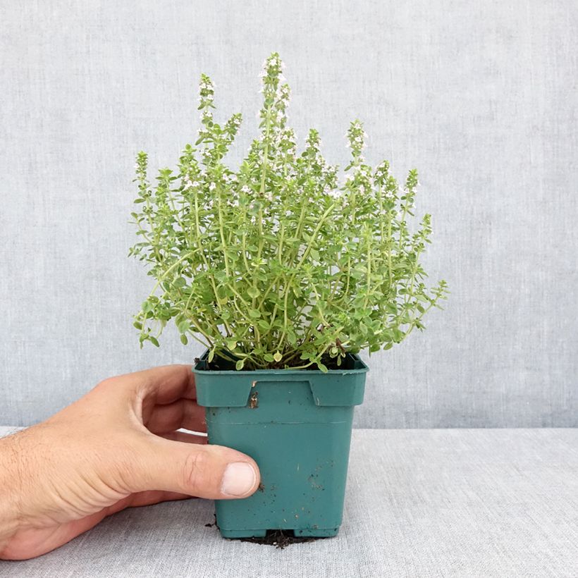 Exemplar von Echter Thymian Gold - Thymus vulgaris Topf 10 cm/11cm wie im Sommer geliefert