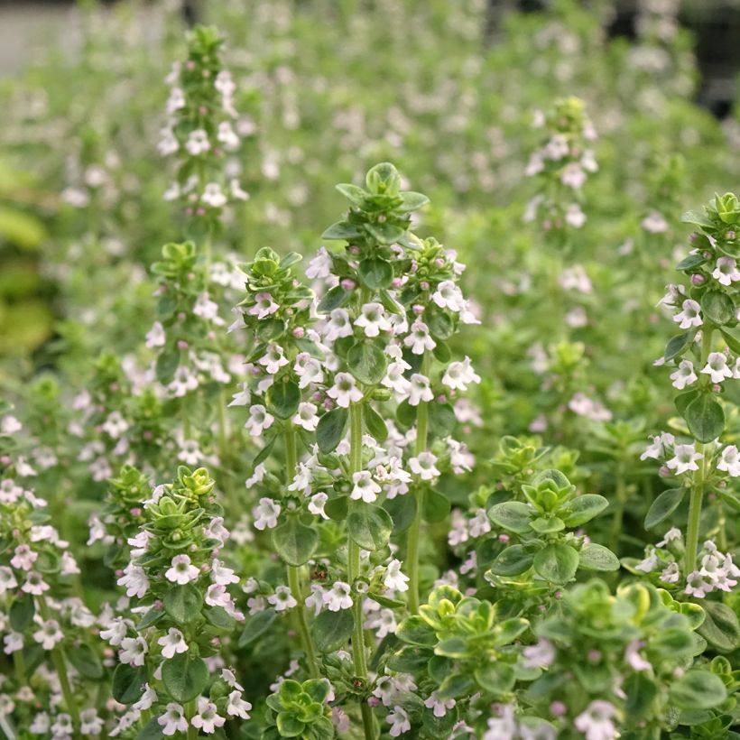 Echter Thymian Gold - Thymus vulgaris (Blüte)
