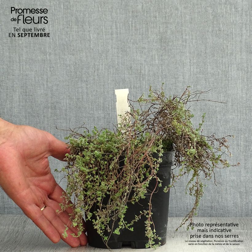 Exemplar von Wolliger Thymian - Thymus pseudolanuginosus Topf mit 2L/3L wie im Sommer geliefert