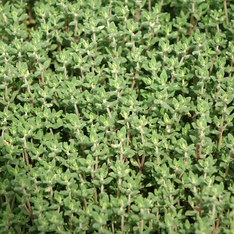 Echter Thymian Bio (Pflanzen) - Thymus officinalis (Laub)
