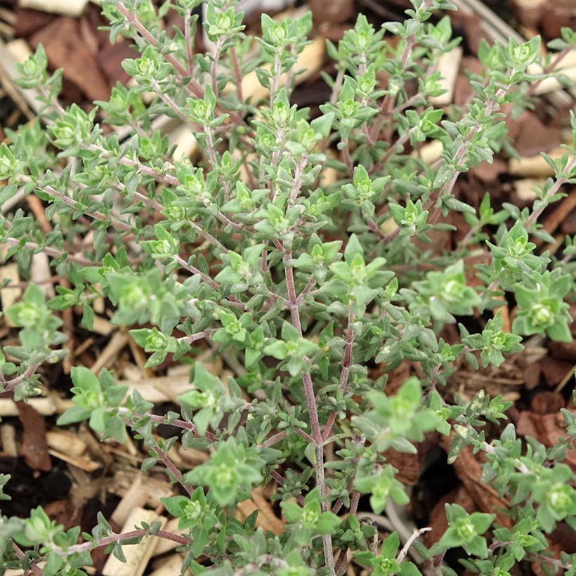 Echter Thymian Fragrantissimus - Thymus vulgaris (Laub)