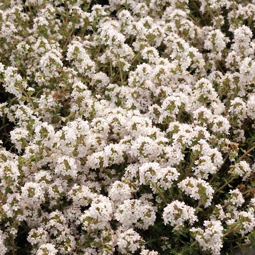 Echter Thymian Fragrantissimus - Thymus vulgaris (Blüte)