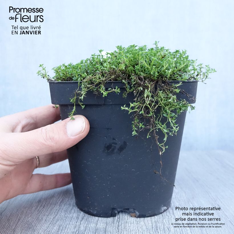 Exemplar von Frühblühender Thymian Albiflorus - Thymus praecox Topf mit 2L/3L wie im Winter geliefert