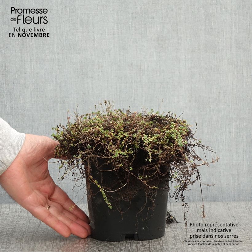 Exemplar von Teppichthymian - Thymus hirsutus Topf mit 2L/3L wie im Herbst geliefert