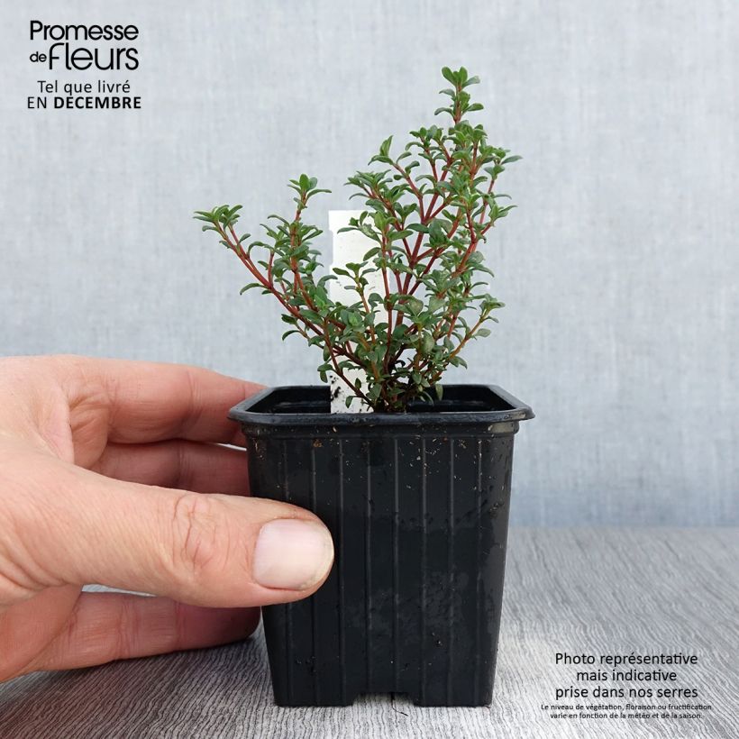 Exemplar von Mastix-Thymian - Thymus mastichina Kleine Töpfe von 8/9 cm wie im Winter geliefert