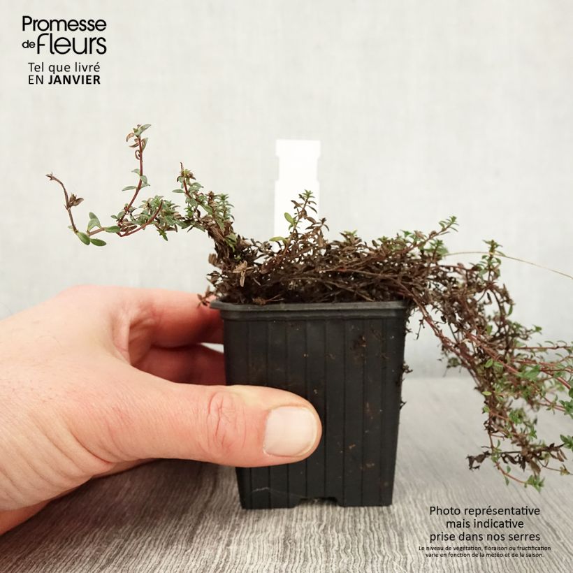 Exemplar von Frühblühender Thymian Red Carpet - Thymus praecox Kleine Töpfe von 8/9 cm wie im Winter geliefert