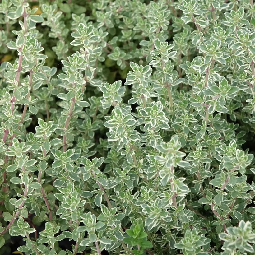 Echter Thymian Silver Posie - Thymus vulgaris (Laub)