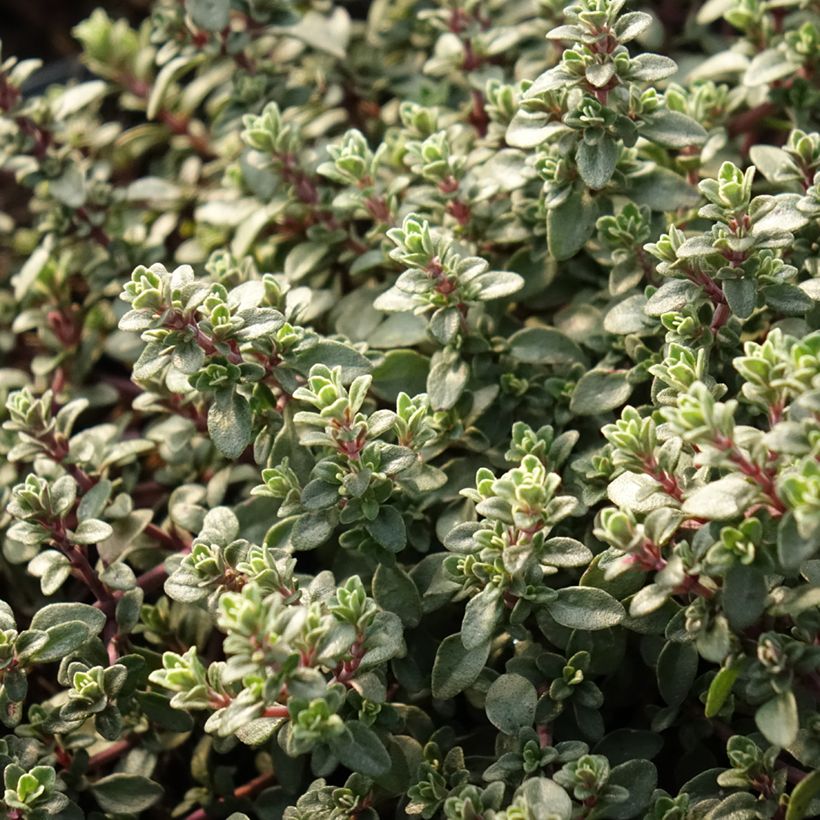 Echter Thymian Silver Posie - Thymus vulgaris (Laub)