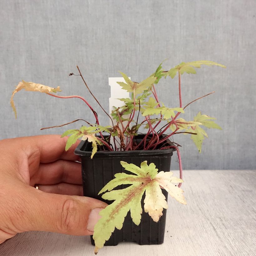 Exemplar von Tiarella Morning Star - Schaumblüte Kleine Töpfe von 8/9 cm wie im Sommer geliefert