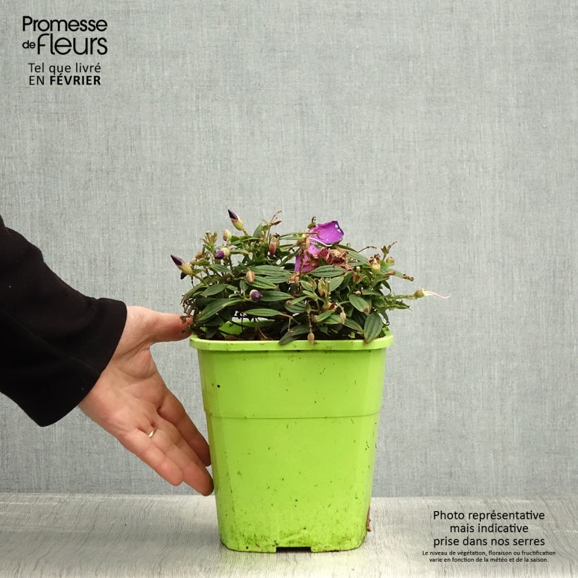 Exemplar von Tibouchina Groovy baby - Tibouchine Topf mit 4L/5L wie im Winter geliefert