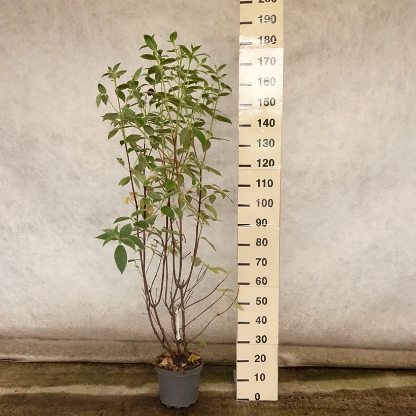 Exemplar von Tibouchina semidecandra - Tibouchine Topf mit 7,5L/10L wie im Sommer geliefert