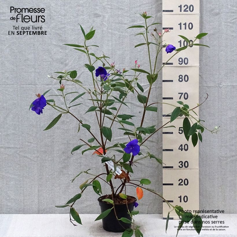 Exemplar von Tibouchina urvilleana Edwardsii - Tibouchine Topf mit 3L/4L wie im Herbst geliefert