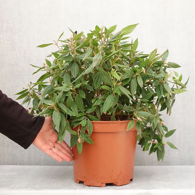 Exemplar von Tibouchina urvilleana Peace Baby - Tibouchine Topf mit 7,5L/10L wie im Winter geliefert