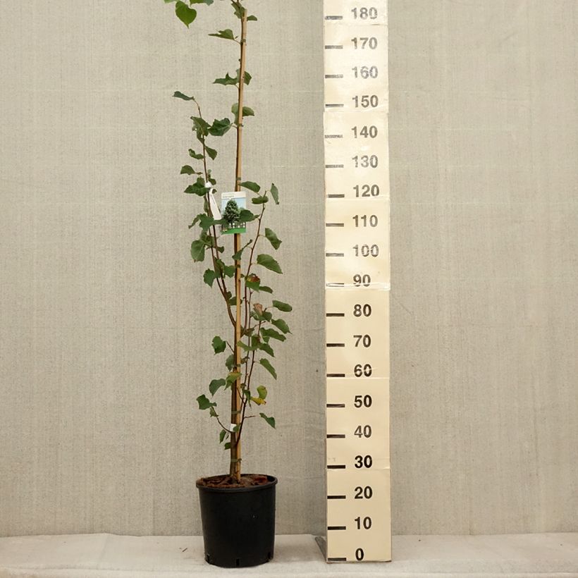 Exemplar von Winter-Linde Greenspire - Tilia cordata Topf mit 7,5L/10L wie im Herbst geliefert