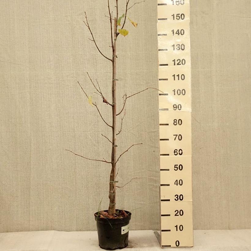 Exemplar von Winter-Linde Swedish Upright - Tilia cordata Topf mit 7,5L/10L wie im Herbst geliefert
