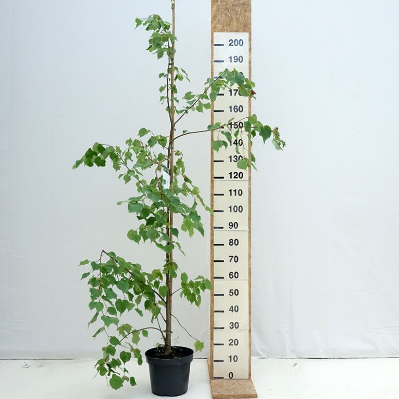 Exemplar von Winter-Linde - Tilia cordata Topf mit 7,5L/10L wie im Sommer geliefert