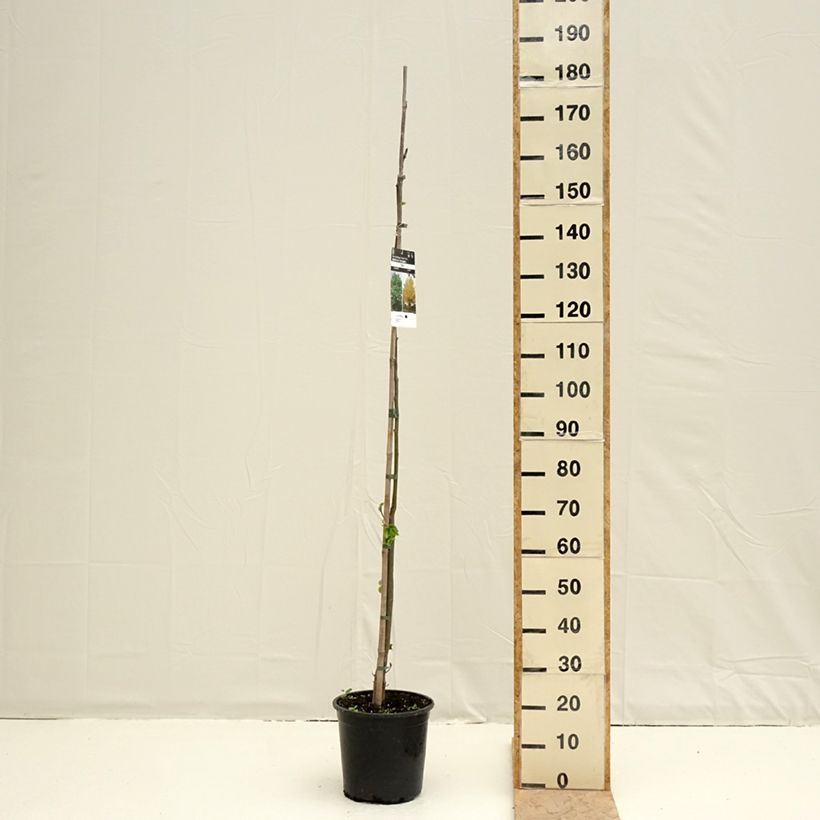 Exemplar von Winter-Linde - Tilia cordata Topf mit 7,5L/10L wie im Frühjahr geliefert