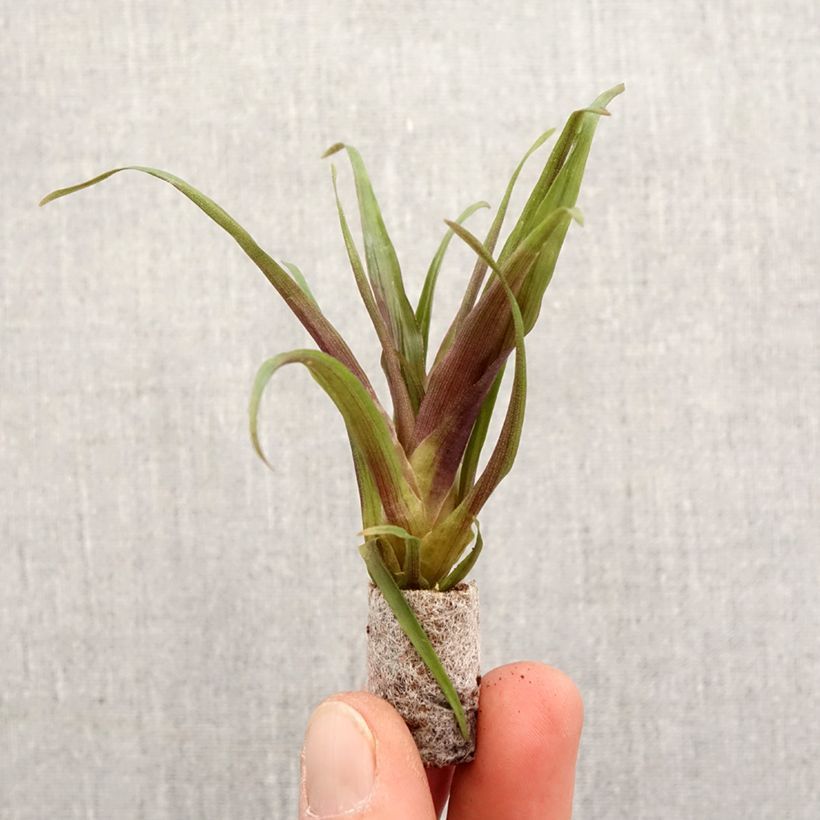 Exemplar von Tillandsia Andreas - Motte 5 cm x 7 cm wie im Frühjahr geliefert