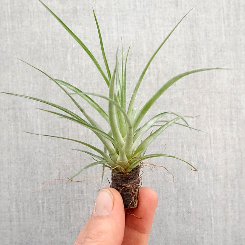 Exemplar von Tillandsia Mizuki - Motte 5 cm x 7 cm wie im Frühjahr geliefert