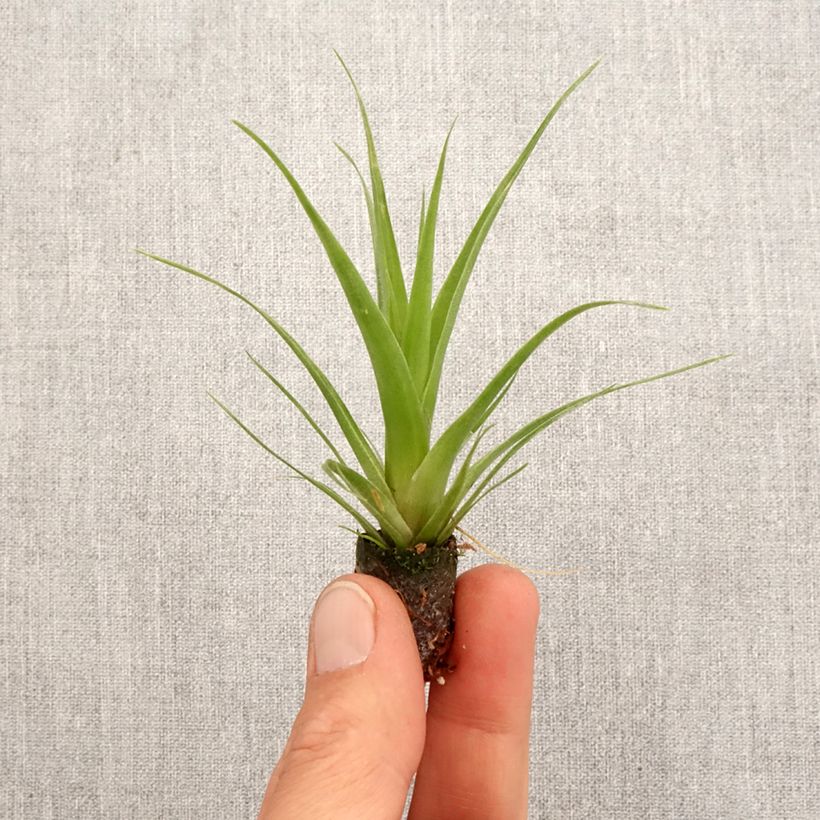 Exemplar von Tillandsia Naomi - Motte 5 cm x 7 cm wie im Frühjahr geliefert