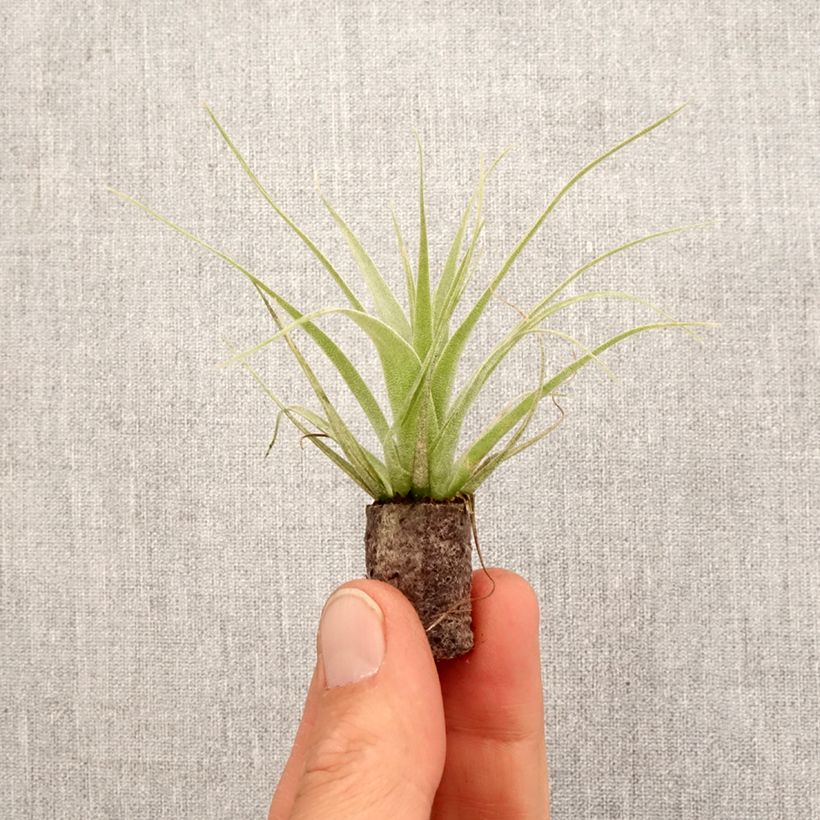 Exemplar von Tillandsia Samantha - Motte 5 cm x 7 cm wie im Frühjahr geliefert