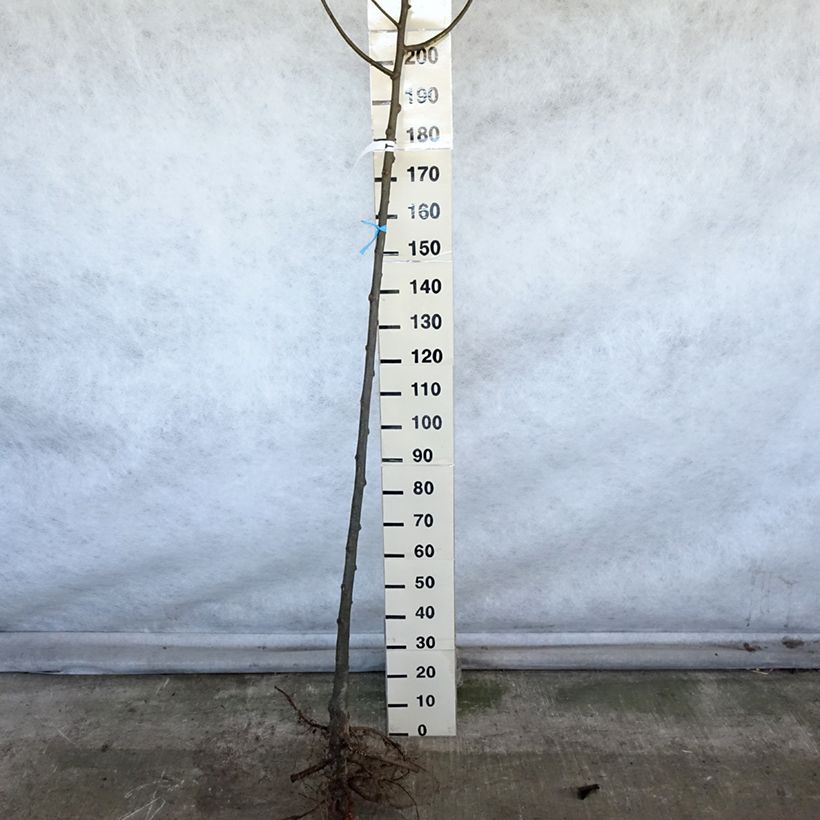 Exemplar von Sommer-Linde - Tilia platyphyllos Wurzelnackt wie im Winter geliefert