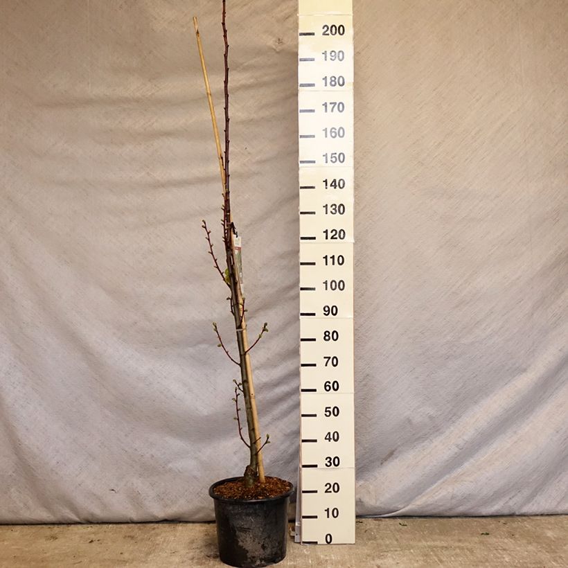 Exemplar von Sommer-Linde Rubra - Tilia platyphyllos Topf mit 12L/15LGelieferte Höhe ca. 160/180cm wie im Frühjahr geliefert